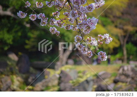 桜　さくら　満開　小石川後楽園　春　花見　東京　 57583623