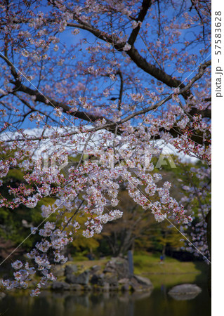 桜 さくら 満開 小石川後楽園 春 花見 東京 の写真素材