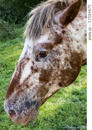 Head of a white and white 57584675