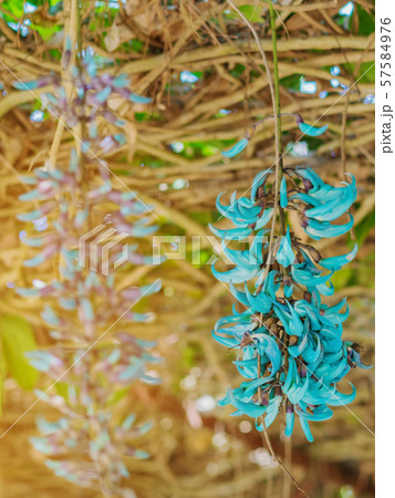 Beautiful blue purple of Tiger claw flowers in Dalat, Vietnam Beautiful blue purple of Tiger claw flowers in Dalat, Vietnam 57584976