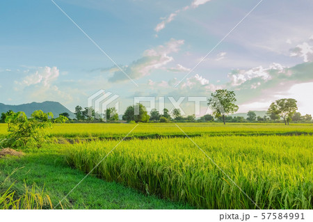 Rice fields in the evening before sunset Rice fields in the evening before sunset 57584991