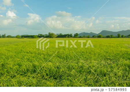 Rice fields in the evening before sunset 57584993