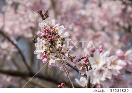 木曽川堤の桜／愛知県一宮市 57585329