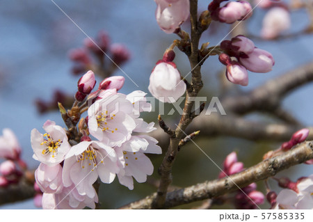 木曽川堤の桜／愛知県一宮市 57585335