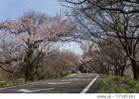 木曽川堤の桜／愛知県一宮市 57585361