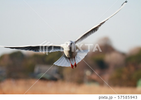 カモメ 57585943