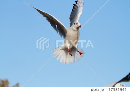 カモメ 57585945