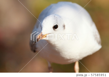 カモメ カモメ 57585951