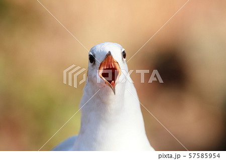 カモメ カモメ 57585954