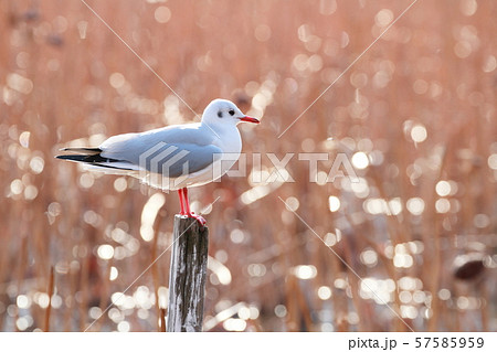 カモメ カモメ 57585959