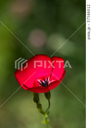 花の写真 花の写真 57586012