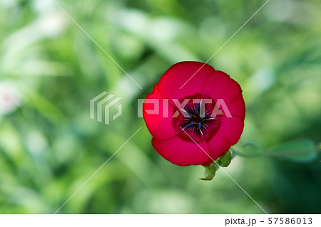 花の写真 57586013