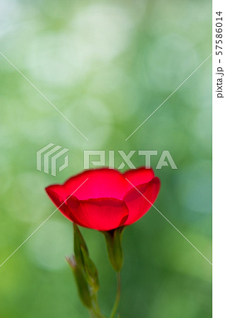 花の写真 57586014