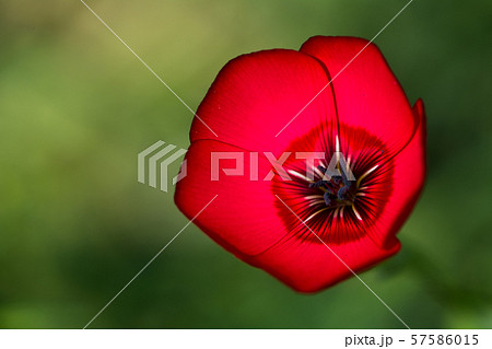 花の写真 57586015