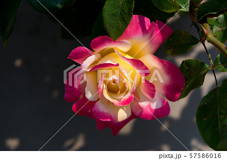 花の写真 57586016