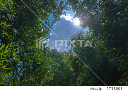 The morning light from the treetops 57586034