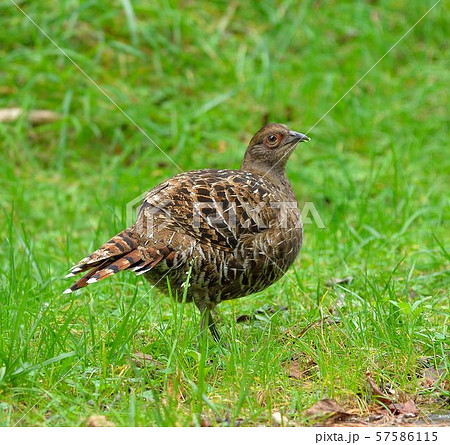 黒岳 鳥綱 山地 57586115