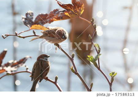 スズメ スズメ 57586313