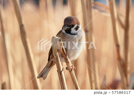 スズメ スズメ 57586317