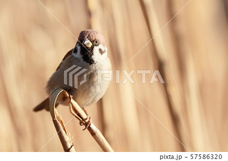 スズメ スズメ 57586320