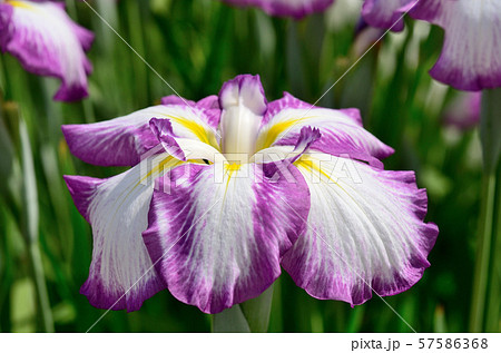 ハナショウブ ハナショウブ 57586368