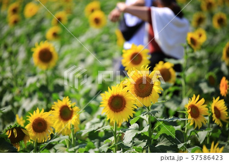 ヒマワリ 花 花畑 57586423
