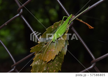 セスジツユムシ セスジツユムシ 57586805