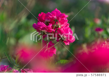 中之島公園バラ園 ~オルレアンローズ~ 中之島公園バラ園 ~オルレアンローズ~ 57586971