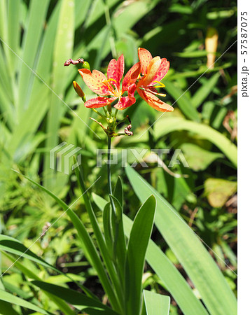 ヒオウギ 57587075