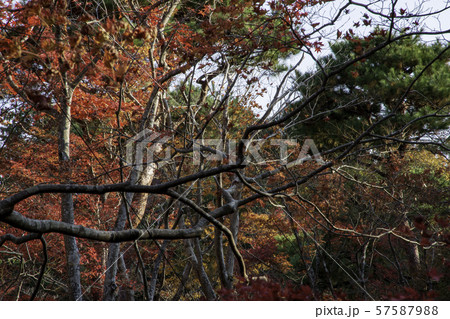 京都 大河内山荘 紅葉 京都 大河内山荘 紅葉 57587988