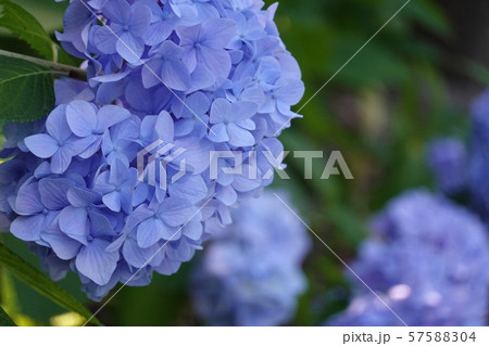 雨に濡れた紫陽花 57588304