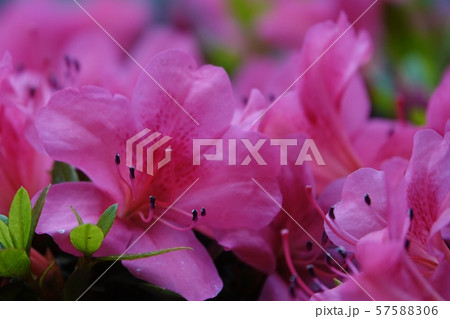 ツツジの花 57588306