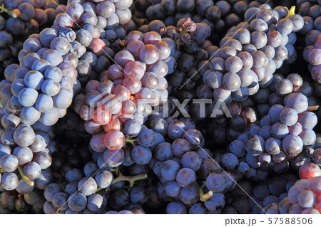 収穫されたピノノワール　ぶどう 57588506