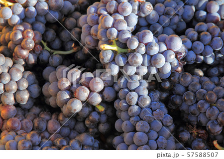 収穫されたピノノワール ぶどう 収穫されたピノノワール ぶどう 57588507