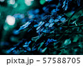 紫陽花 57588705