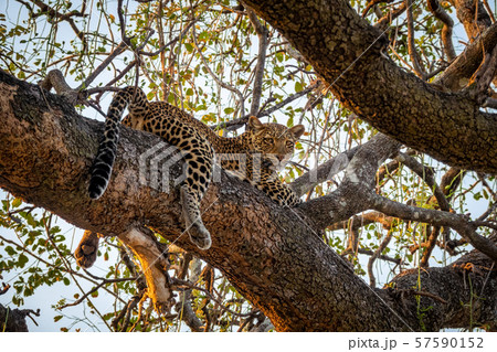 Spectacular view of Leopard over tree looking at the camera 57590152