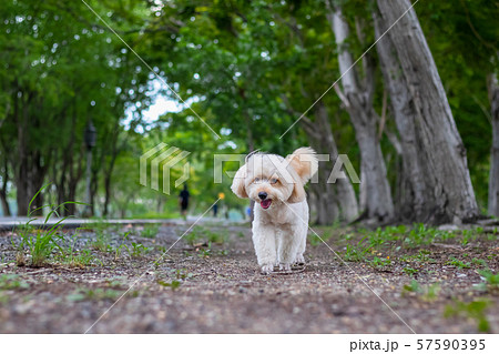 puppy dog, poodle terrier walking on park, Cute puppy dog, poodle terrier walking on park, Cute 57590395