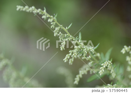 ヨモギの花の写真素材