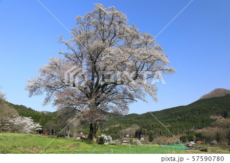 広島県庄原市 千鳥別尺 山桜 57590780