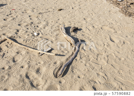 流木_自然災害_台風_津波 流木_自然災害_台風_津波 57590882