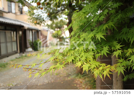 紅葉 紅葉 57591056