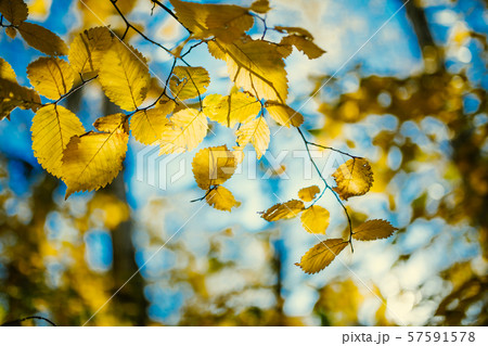 Photo of autumn leaves on blurred background 57591578