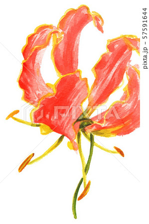 グロリオサ　水彩画 グロリオサ Gloriosa #グロリオサ #gloriosa #flamelily