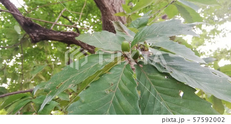 どんぐりの木 57592002