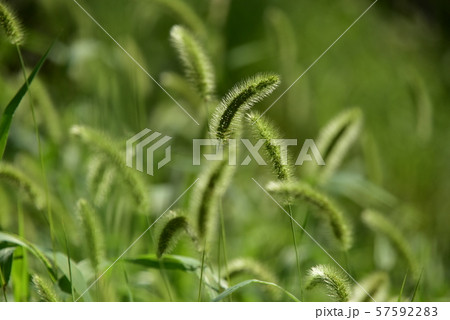 エノコログサの草むら エノコログサの草むら 57592283
