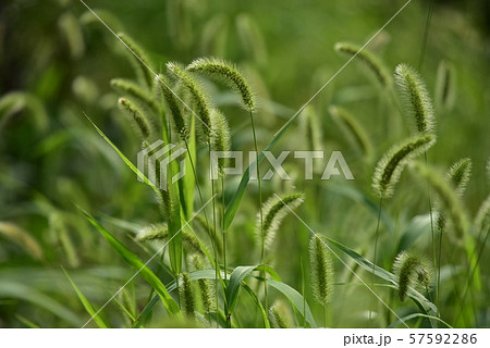 エノコログサの草むら エノコログサの草むら 57592286