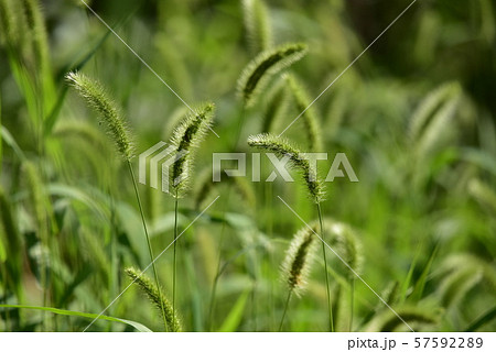 エノコログサの草むら エノコログサの草むら 57592289