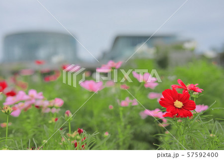 花 57592400