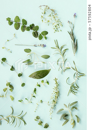 Culinary aromatic herbs on a teal blue background, cooking pattern, flat lay composition Culinary aromatic herbs on a teal blue background, cooking pattern, flat lay composition 57592804