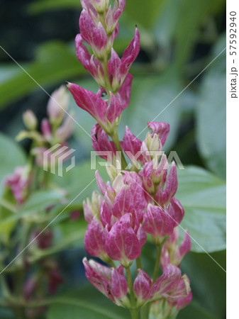 メガスケパスマ・エリトロクラミス 57592940